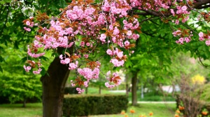Spring-Trees[1]